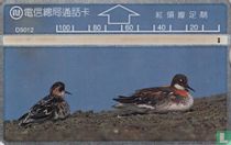 Red-collared Phalon