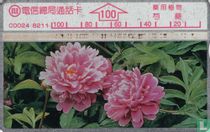 Chinese Picea