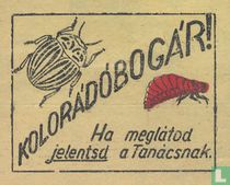 Kolorádobogár!