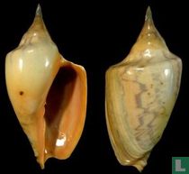 Zidona dufresnei typica