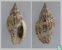 Lyria mitraeformis