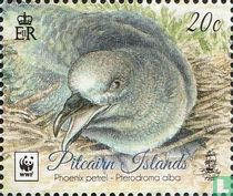 Phoenix petrel