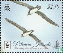 Phoenix petrel