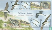 Phoenix petrel