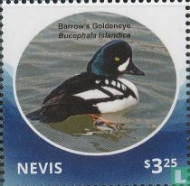 Ducks