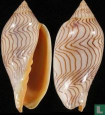 Amoria undulata angasi 