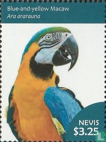 Macaw