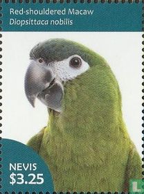 Macaw