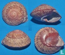 Calocochlea cumingi pfeifferi