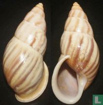 Amphidromus multicolor 