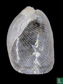 Philine intricata