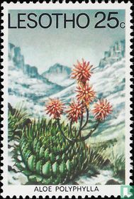Wüste Flora