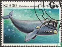 Whale for sale