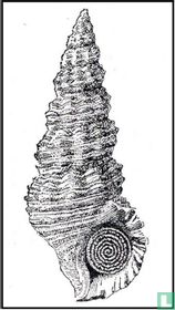 Batillaria australis