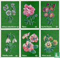 Bloemen