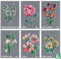 Bloemen