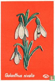 Galanthus nivalis