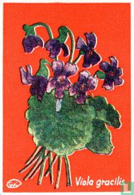 Viola gracilis