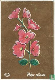 Phlox pilosa