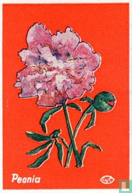 Peonia