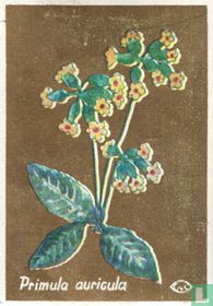 Primula auricula