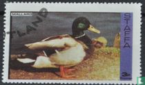 Staffa birds