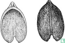 Zeidora amamiensis