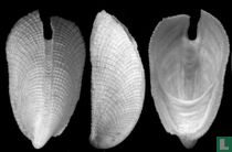Zeidora pussa
