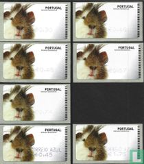 Guinea pig for sale
