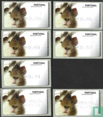 Guinea pig for sale