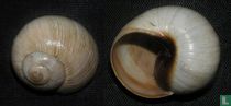 Helix melanostoma