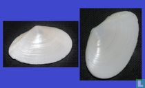 Tellina planata 