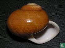 Calocochlea cailliaudi