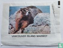 Vancouver Island Marmot