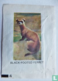 Black-Footed Ferret