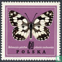 Papillon acheter