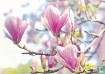 Lente magnolia