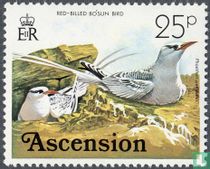Oiseaux
