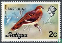 Antillean mourning dove