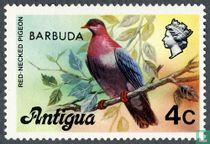 red-necked pigeon