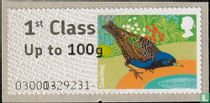 Oiseaux de Bretagne