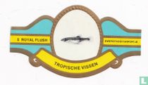 Dwergtand karpertje