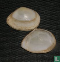 Macomona deltoidalis