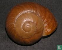 Lamarckiella muelleri