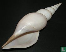 Calliotectum tibiaeforme johnsoni