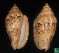 Voluta polypleura