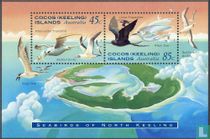 Sea Birds for sale
