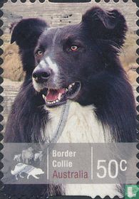 Dogs