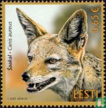 Golden jackal
