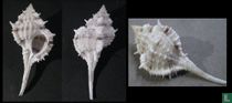 Vokesimurex garciai